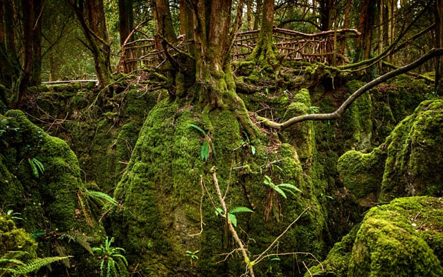 Forest of Dean - Herefordshire