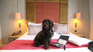 Dog friendly Superior room - Gonville Hotel, Cambridge