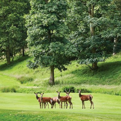 A herd of deer on the golf course - Shrigley Hall Hotel & Spa