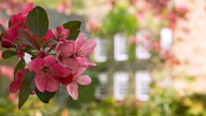 Spring Foliage - Whitley Hall Hotel, Sheffield