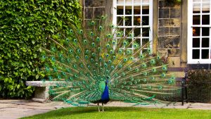Peacock displaying it's plumage - Whitley Hall Hotel, Sheffield