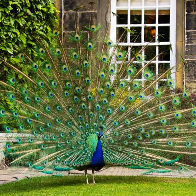 Peacock displaying it's plumage - Whitley Hall Hotel, Sheffield