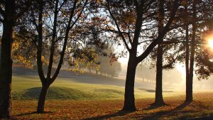 Sunrise through the trees across the golf course - Stoke by Nayland Hotel, Golf & Spa