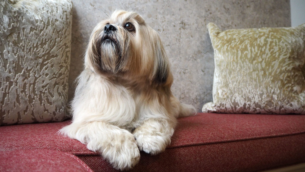 Dog friendly hotel - Gonville Hotel, Cambridge