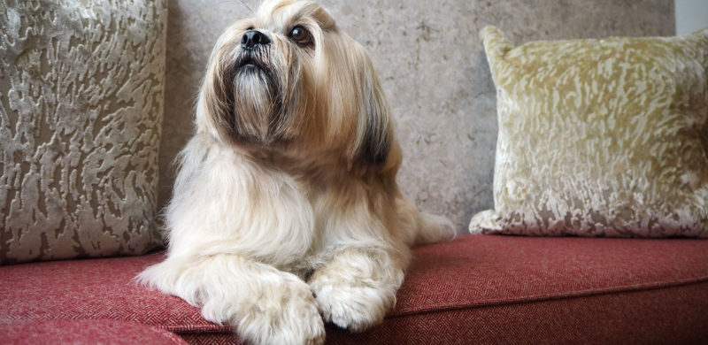 Dog friendly hotel - Gonville Hotel, Cambridge