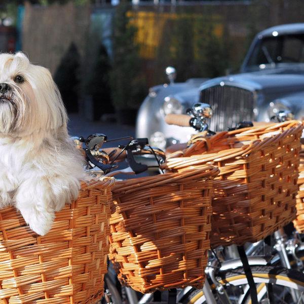 Pet friendly bicycles for all guests - Gonville Hotel, Cambridge