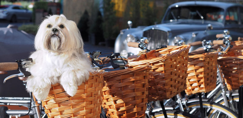 Pet friendly bicycles for all guests - Gonville Hotel, Cambridge
