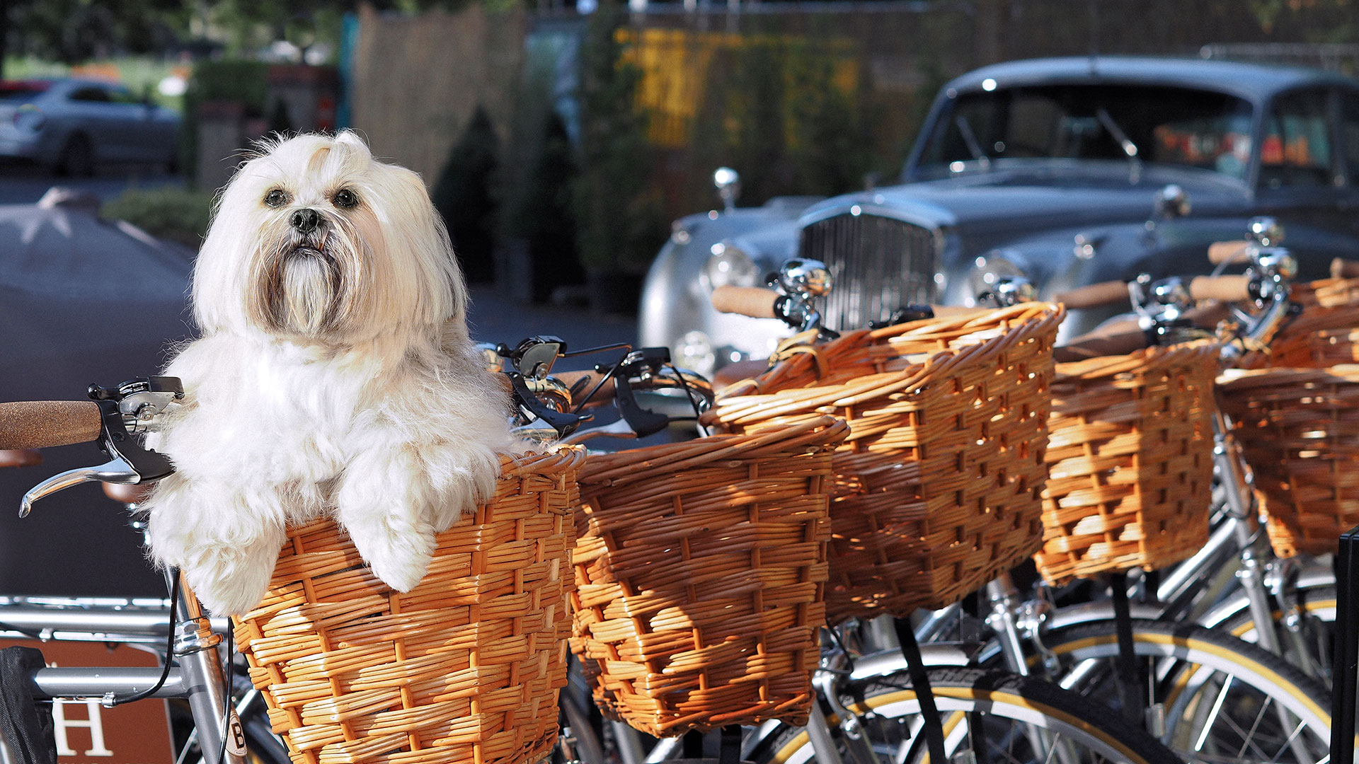 Pet friendly bicycles for all guests - Gonville Hotel, Cambridge